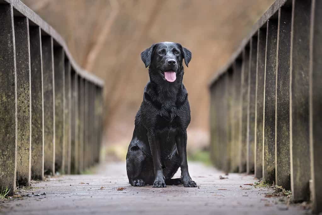 full grown black lab