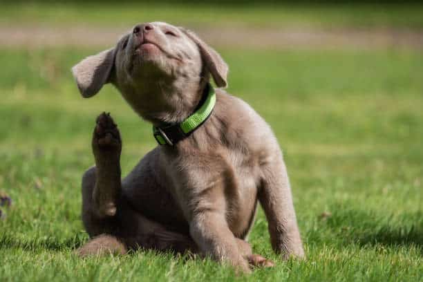 labrador retriever grey