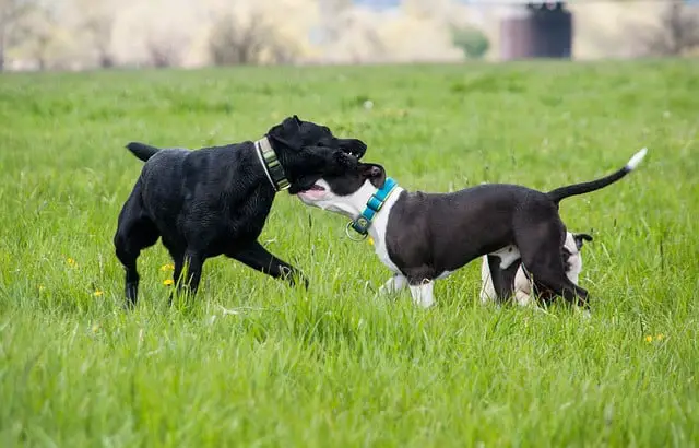 english lab vs american lab