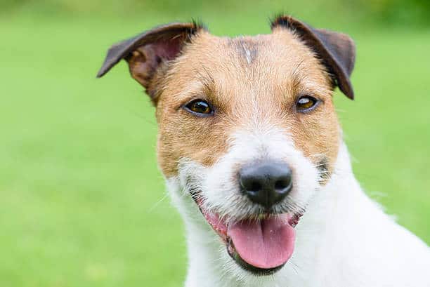 lab and jack russell mix