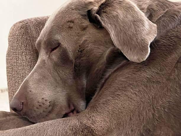 silver labrador