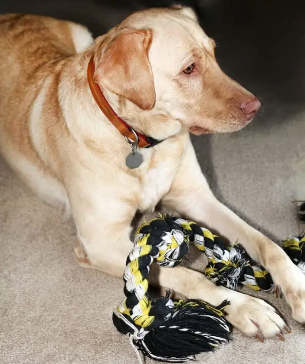 yellow lab pink nose