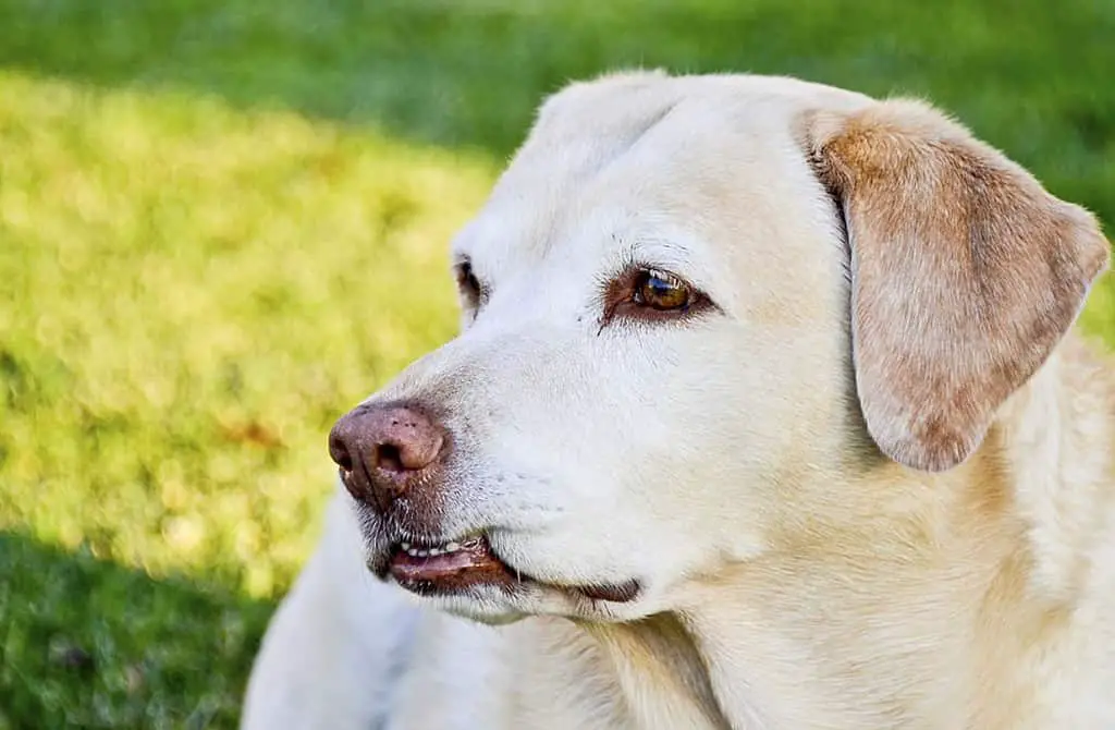 lab with pink nose