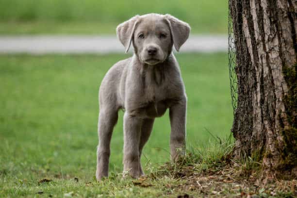 silver lab