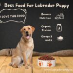 Best Food For Labrador Puppy