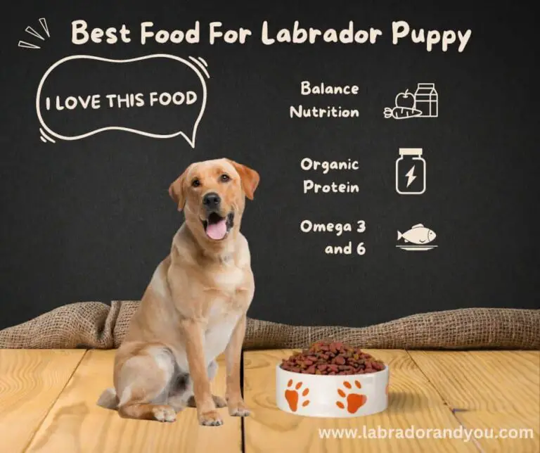 9 Best Toothpaste For Dogs (Reviewed & Trusted)