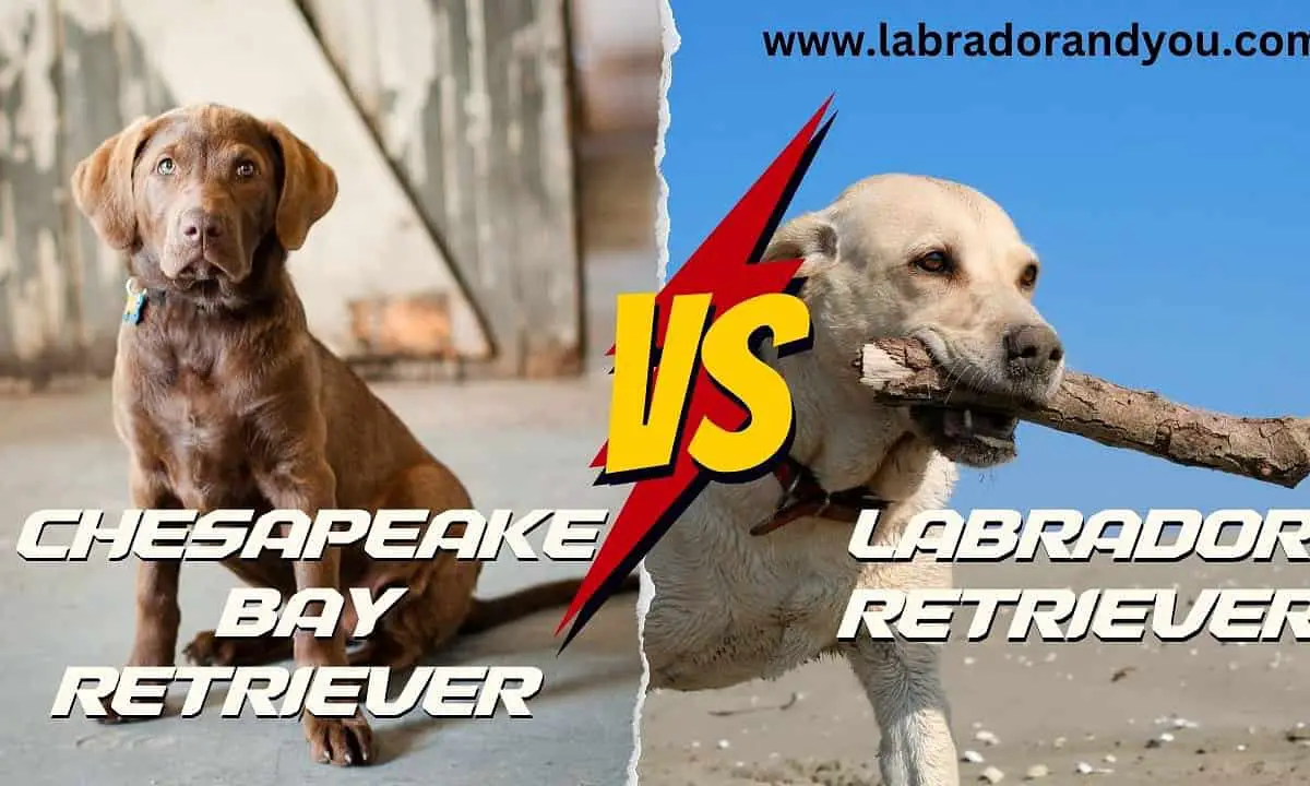 Chesapeake Bay Retriever vs Labrador Major Differences