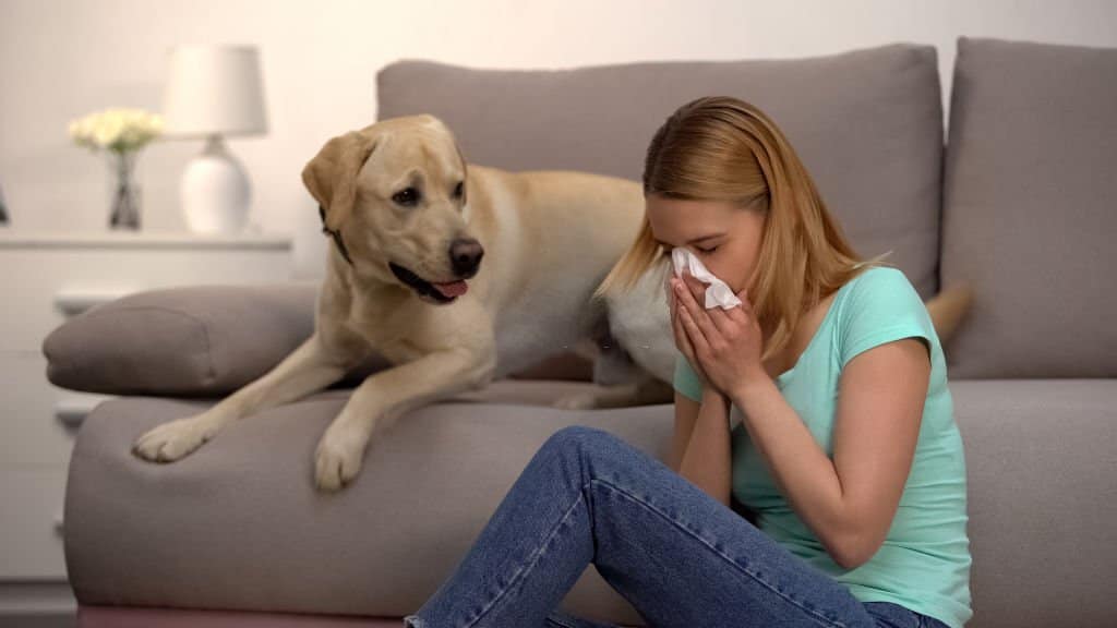 labrador retriever allergies
