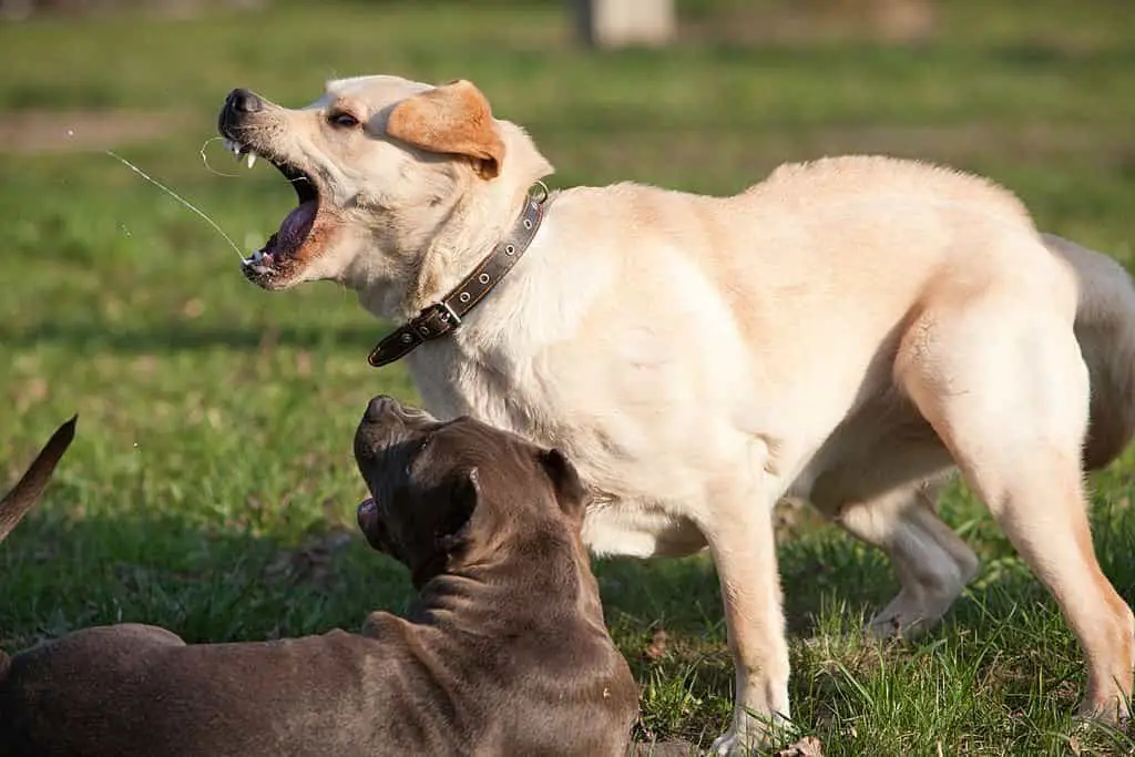 are lab puppies hyper