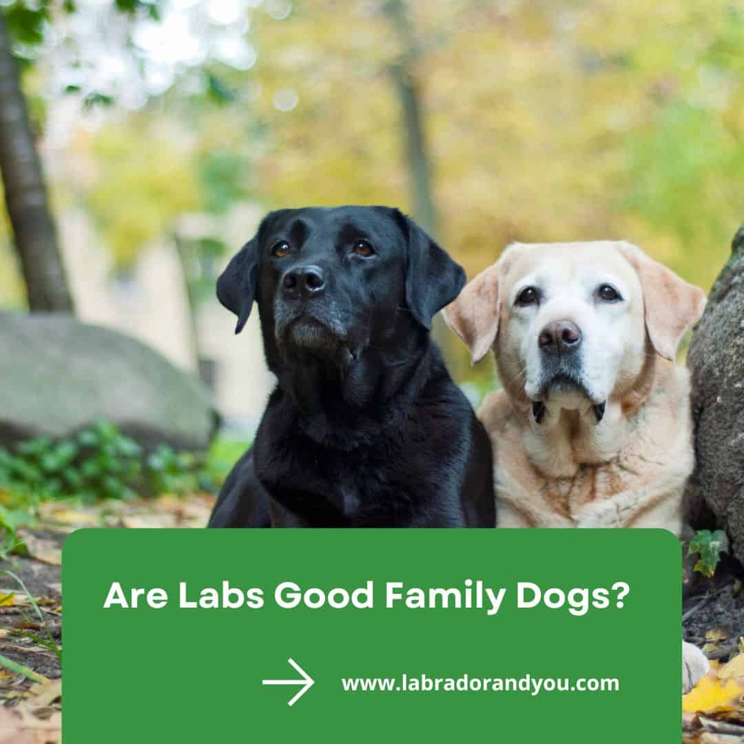 are labs good family dogs