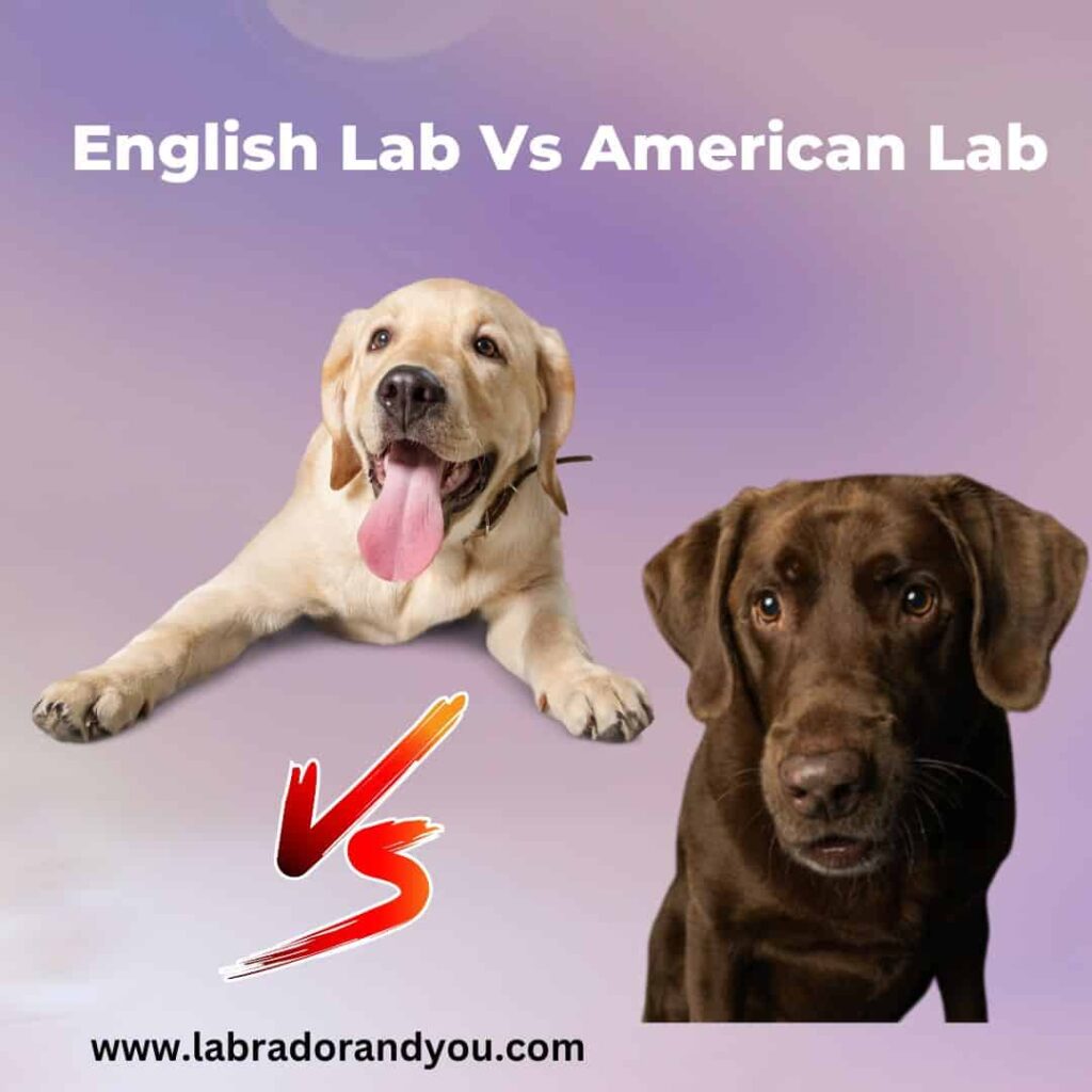 English Lab Vs American Lab