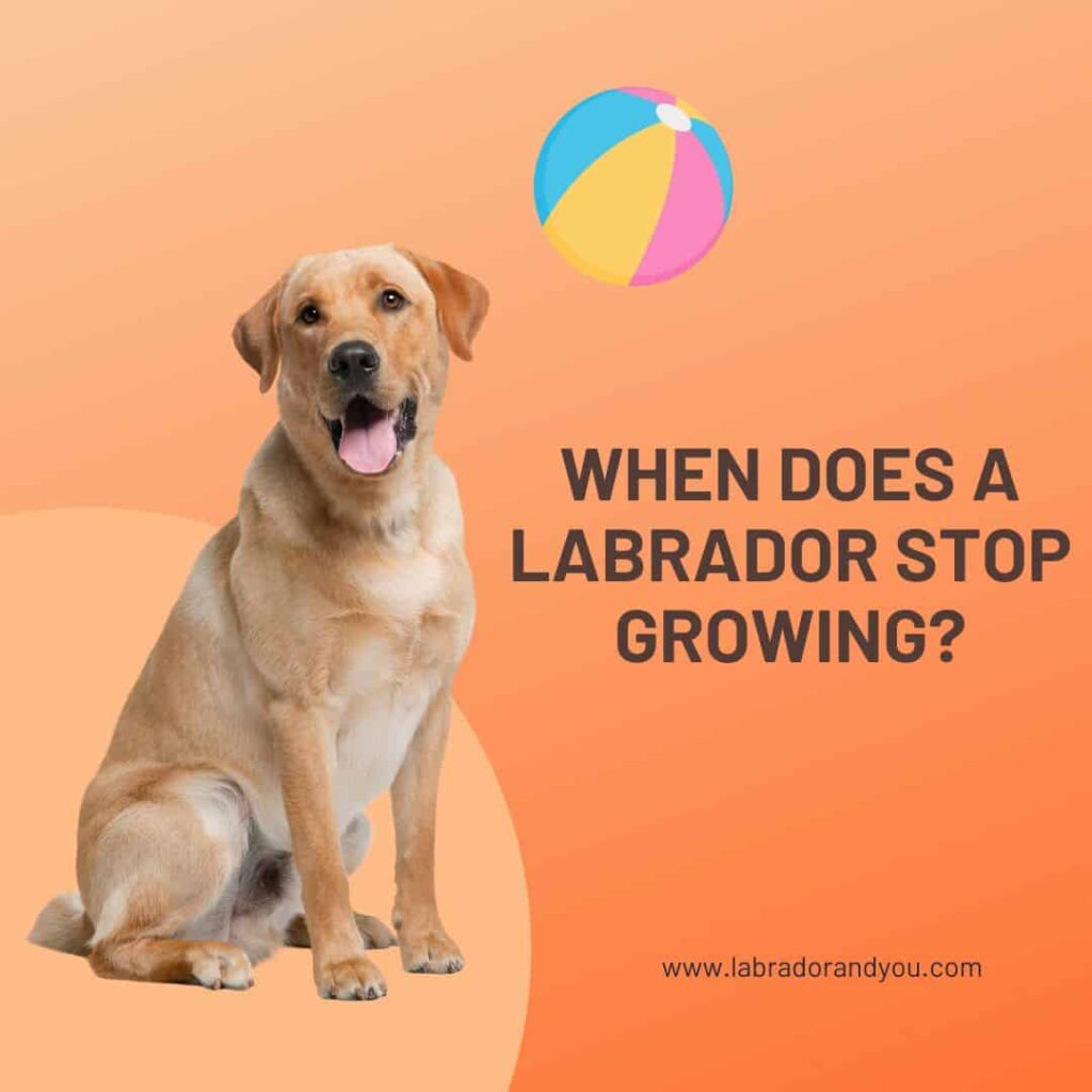 Labrador Growth Chart:- When Does A Labrador Stop Growing?