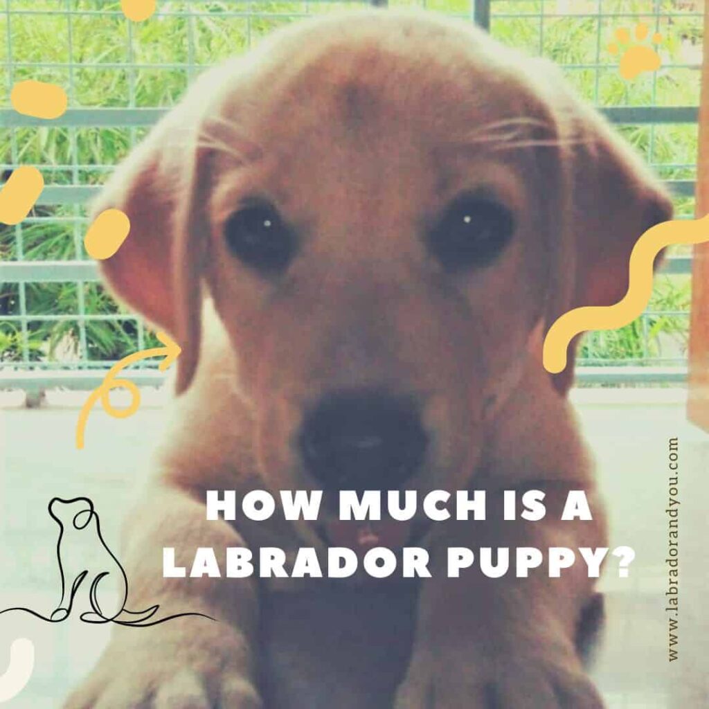 How Much Is A Labrador Puppy: Total Cost Breakdown