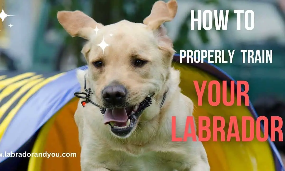 How To Train A Labrador Retriever Puppy The Best Way Possible?