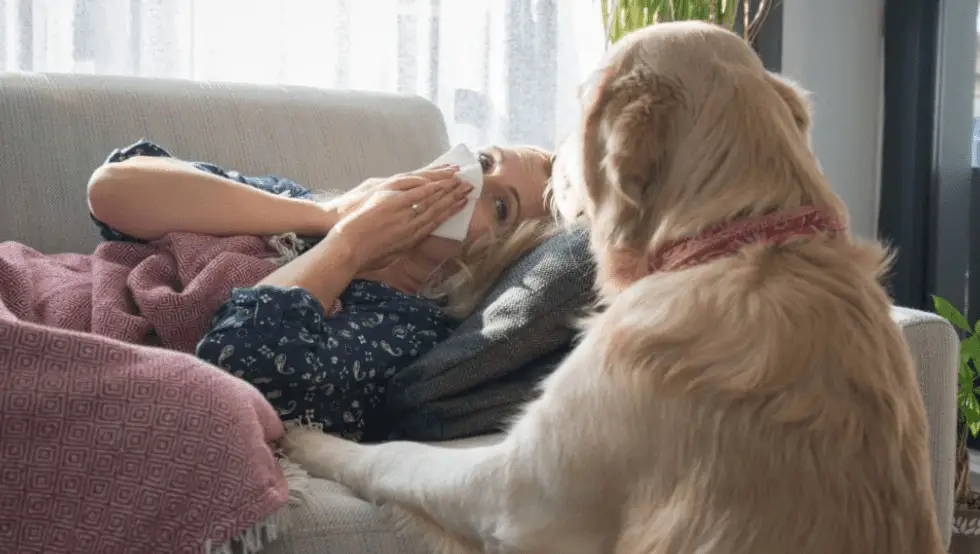 labrador retriever hypoallergenic