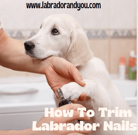 how to trim labrador nails