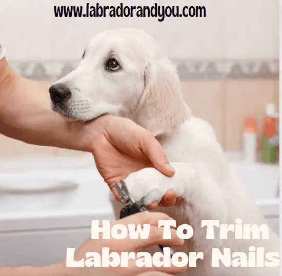 How To Trim Labrador Nails Correctly?