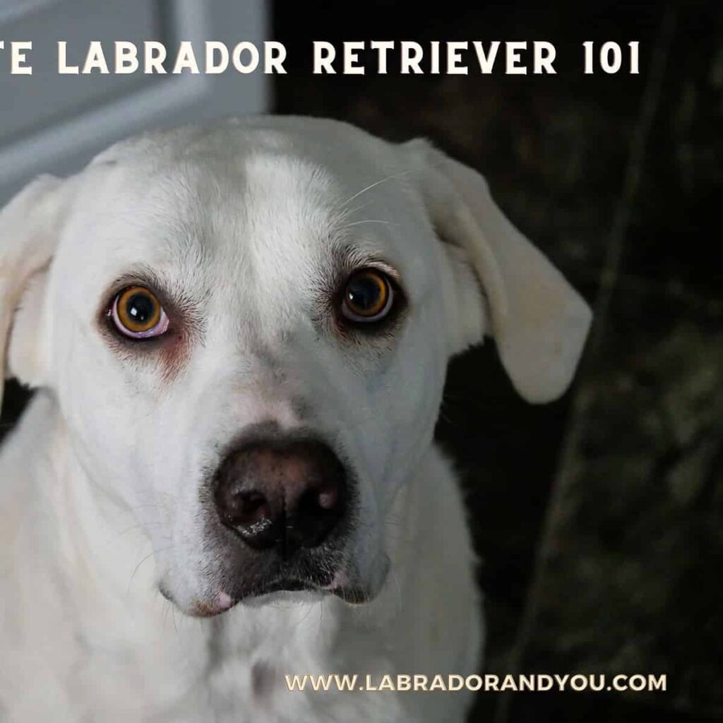 White Labrador Retriever 101