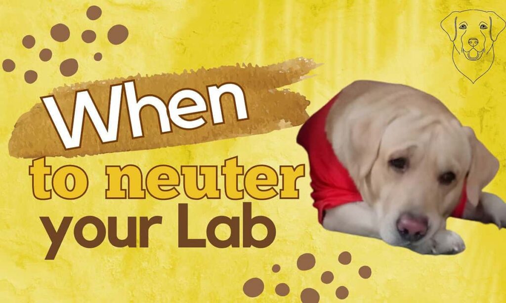 When To Neuter A Labrador
