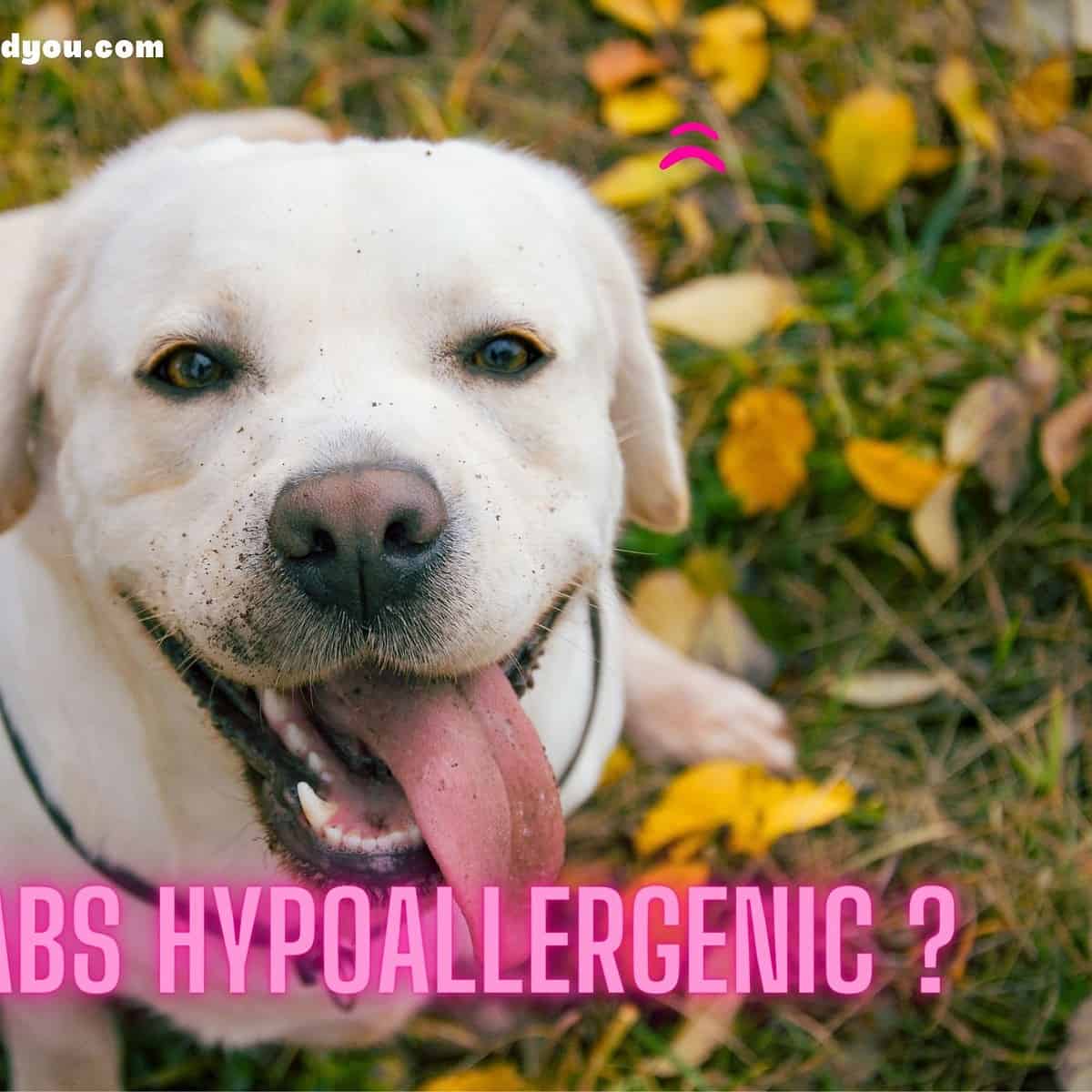 are there hypoallergenic labradors