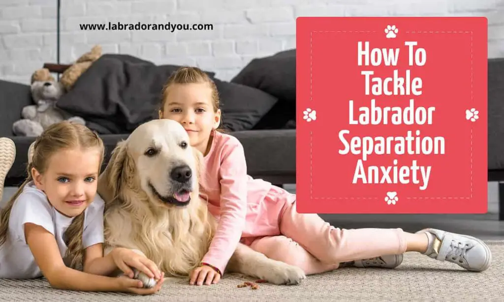 Labrador Retriever Separation Anxiety