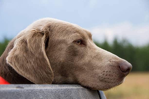 silver labrador blue eyes