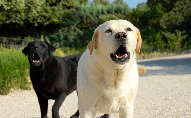 yellow lab barking