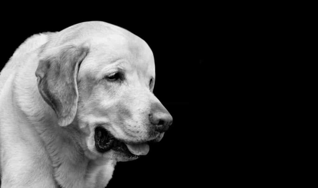 white english labrador retriever