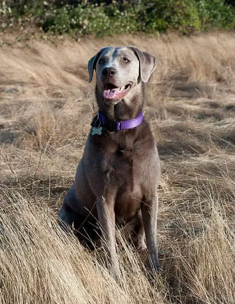 are silver labs purebred