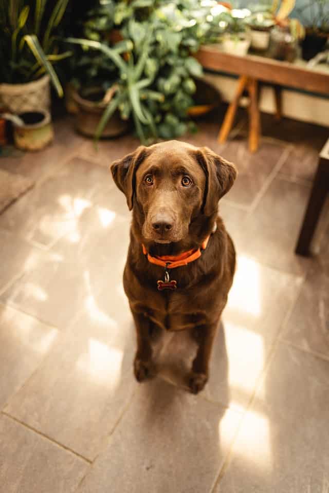 Chocolate Labrador Retrievers