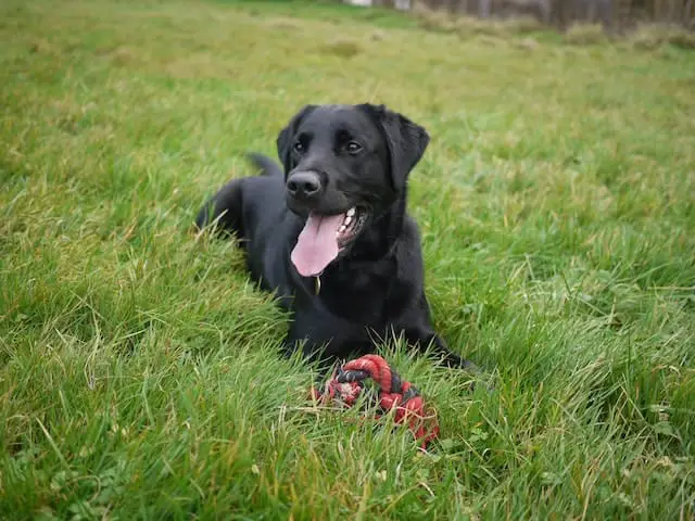 how much do lab puppies cost?