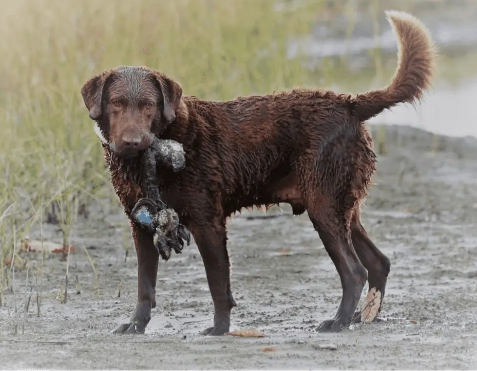 curly coated retriever vs chesapeake bay retriever