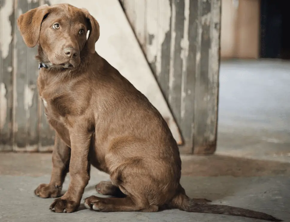 lab vs chesapeake bay retriever