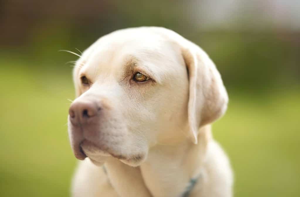 labrador with pink nose