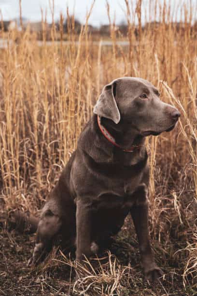 silver lab dog