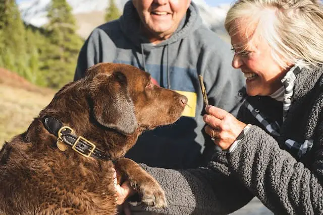 are black labs good family dogs