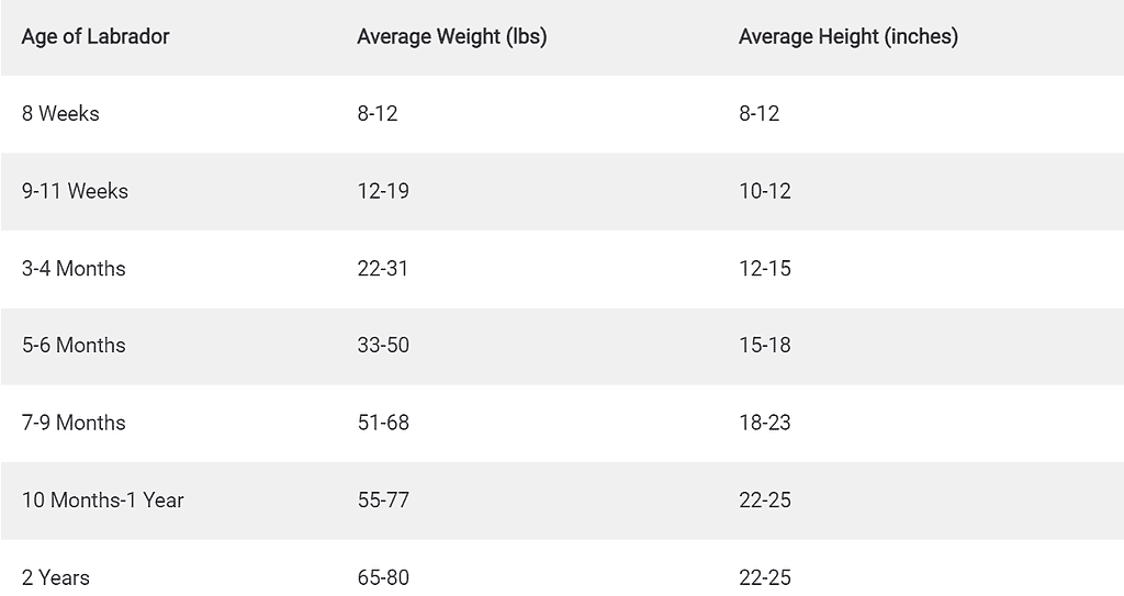 labrador weight chart