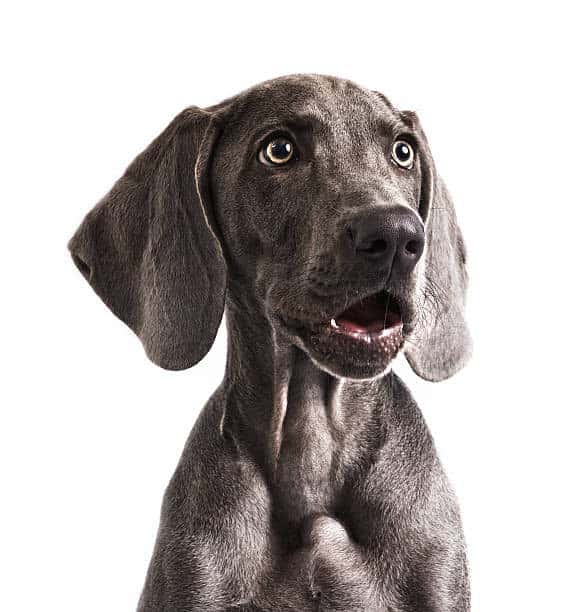 weimaraner hunting dog; gun dog magazine