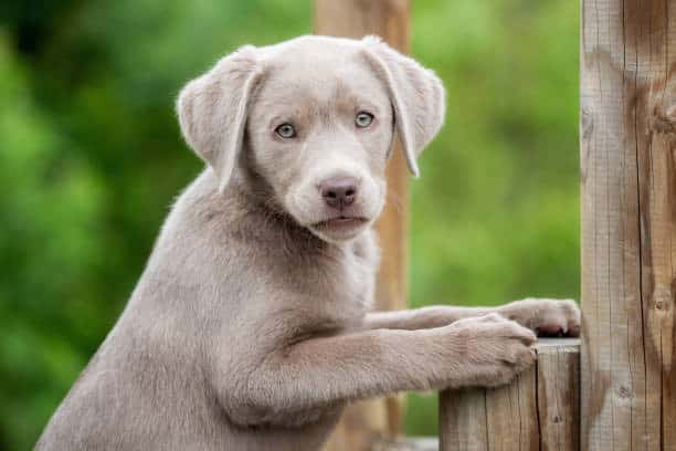 grey labrador; silver lab dog