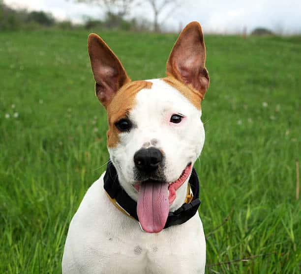 jackador; jack terrier lab mix