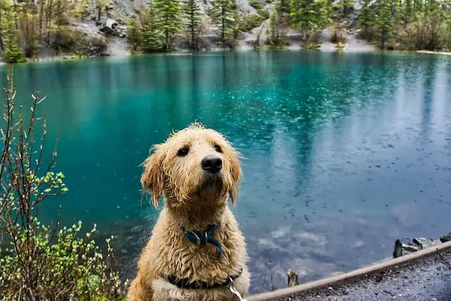 what is a f1 labradoodle?