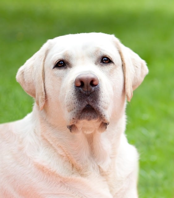 white labrador puppy