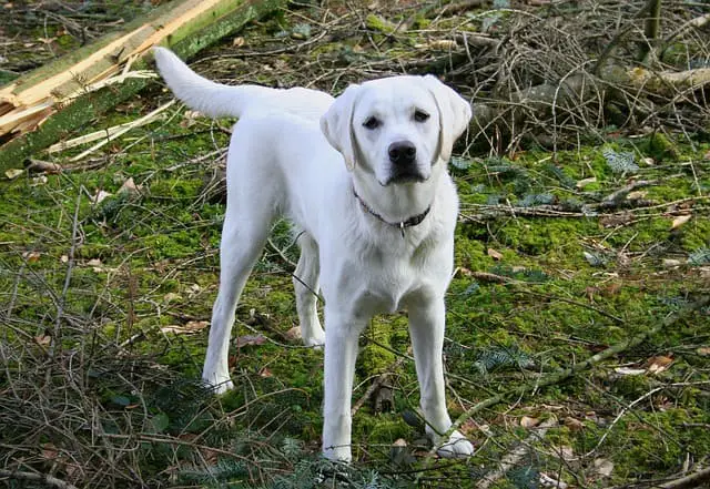 white labradors