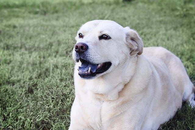 english white labradors