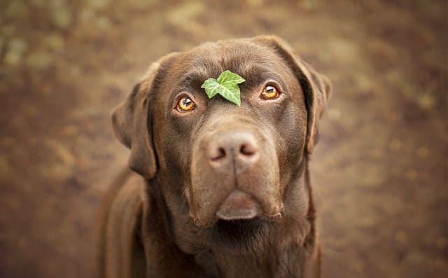 when to neuter a labrador