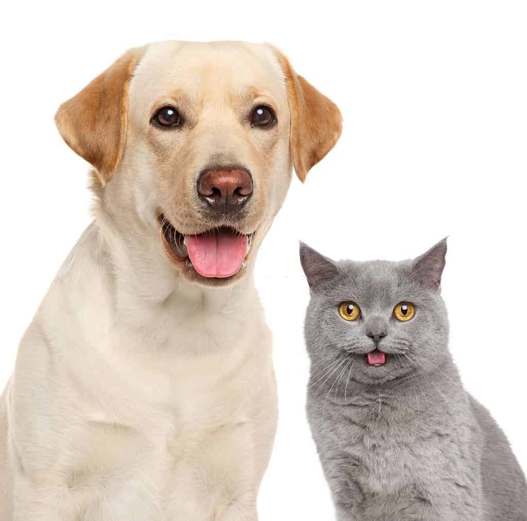 are lab dogs good with cats