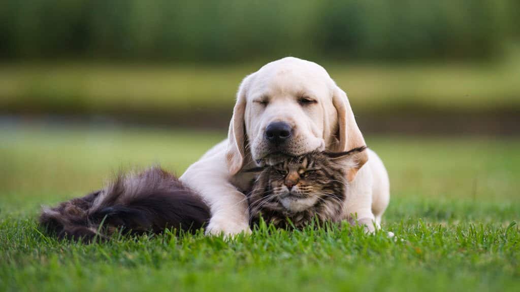 labradors and cats