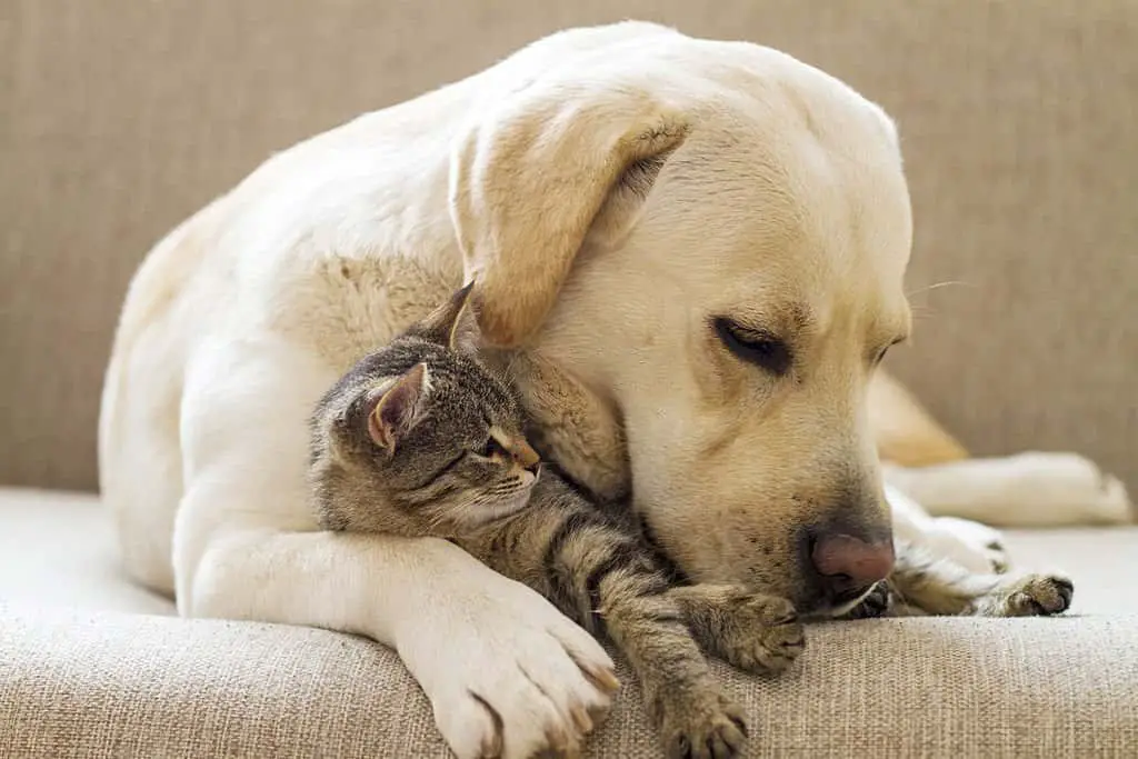 cat and labrador