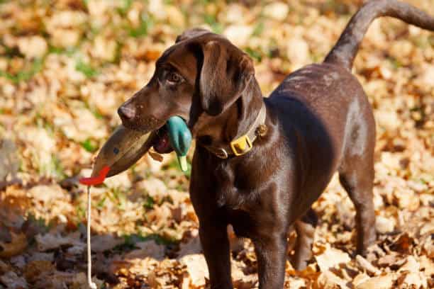 how to train your labrador puppy