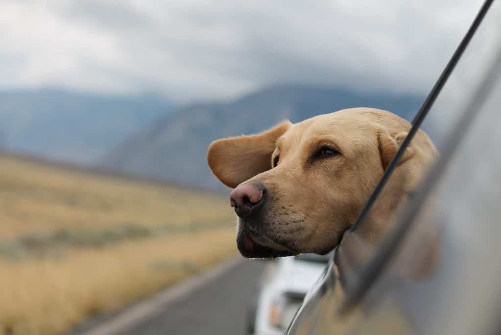 american vs english labradors